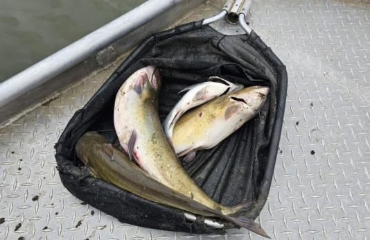Dead fish pulled from the Nishnabotna River in northwest Missouri