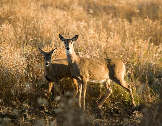 A white-tailed deer doe and fawn
