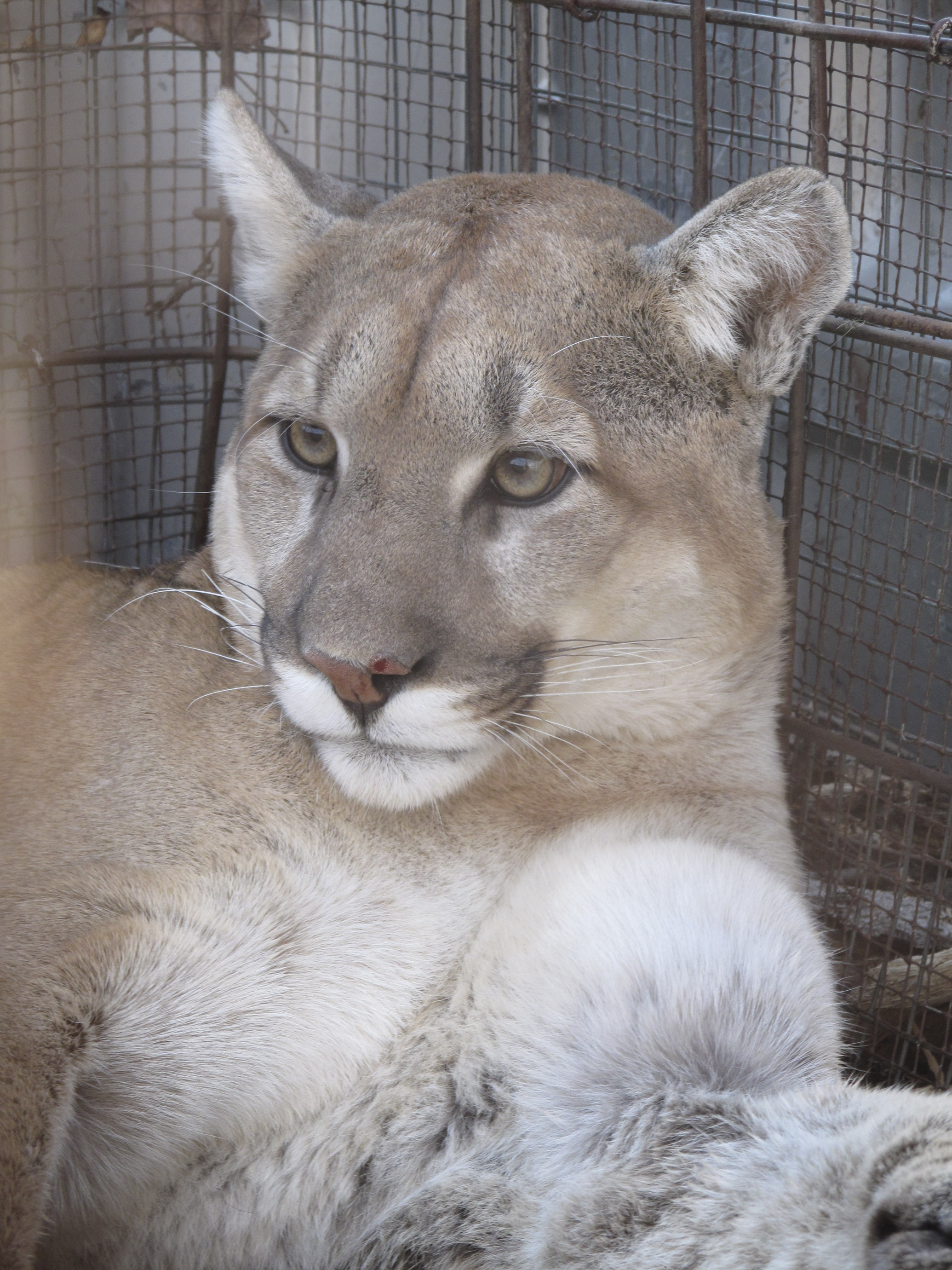 Mountain Lion Sedated in Trap