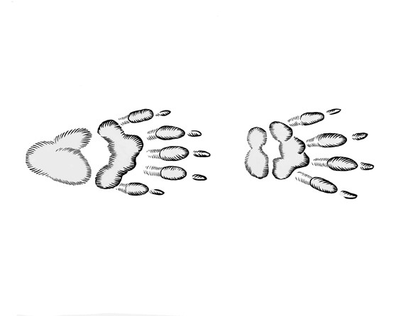 Illustration of a woodchuck track
