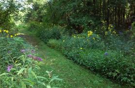 mown path with wildflowers