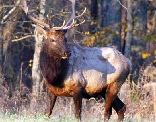 2024 Elk Hunting Digest Cover