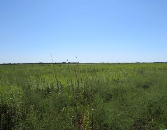 Prairie at Ionia Ridge