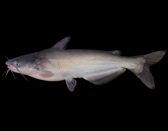 Blue catfish side view photo with black background