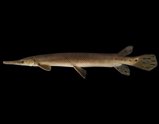 Shortnose gar side view photo with black background