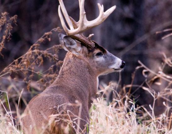 Photo of white tailed buck