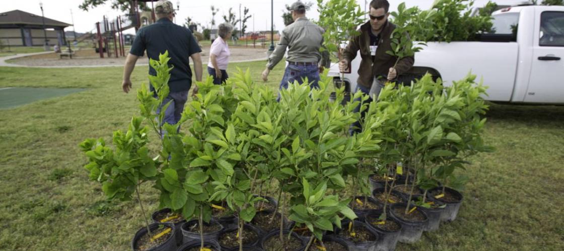 A group of more than a dozen potted trees being used in a community tree-planting event