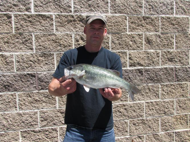 Jason Reynolds and his record Spotted Bass