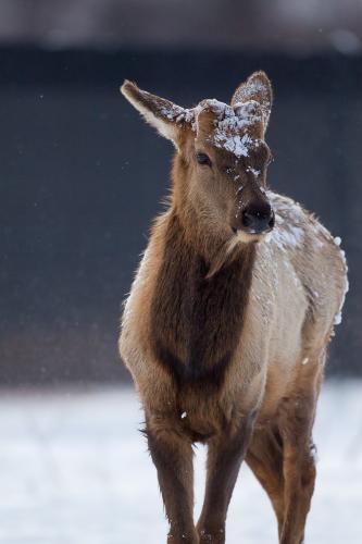 A snow-covered elk