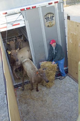 Conservation Commissioner Chip McGeehan guides elk into pen