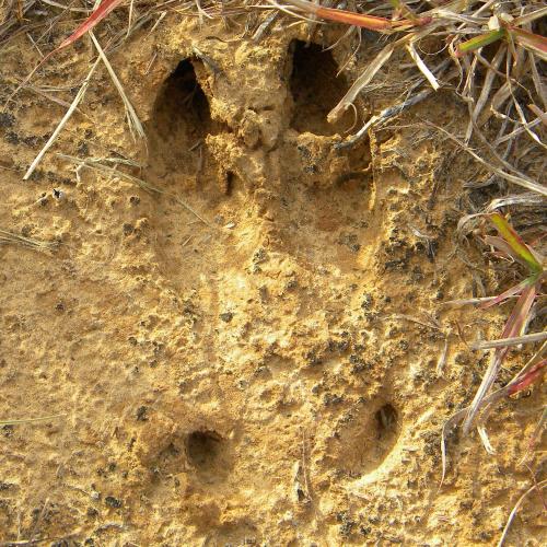 Deer tracks showing both hoof and dewclaws