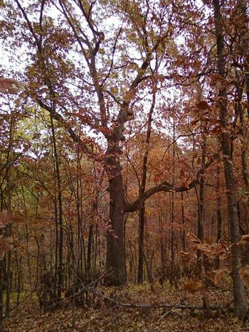 White oak tree in a stand of trees