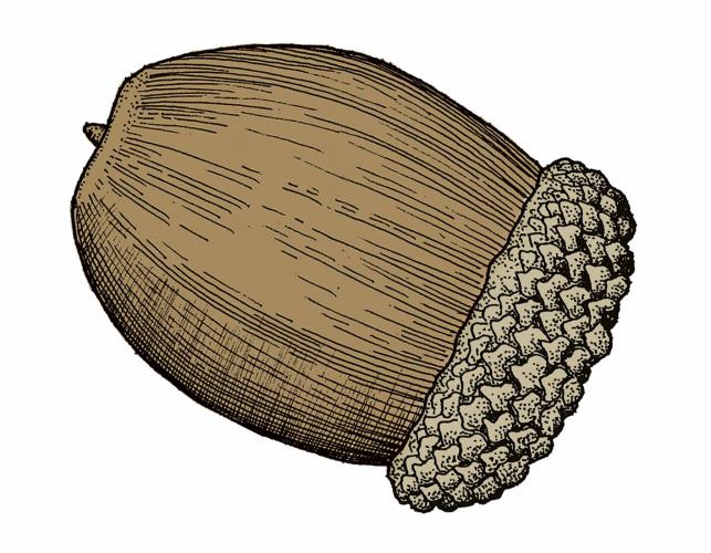 Illustration of white oak acorn.