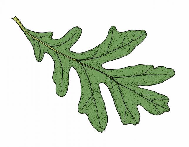 Illustration of white oak leaf.