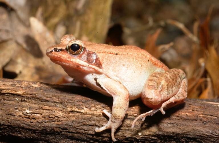 Image of a wood frog