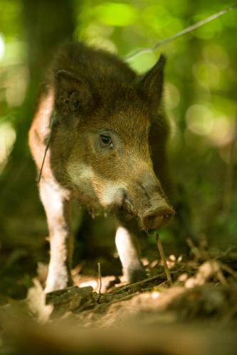 Image of a feral hog