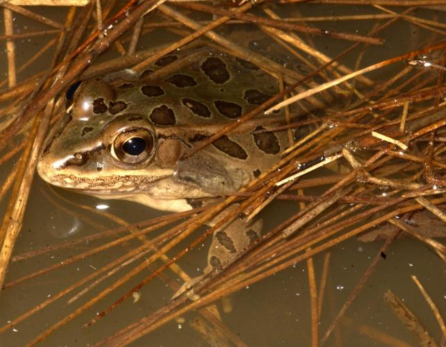 Photo of a plains leopard frog in a pond.