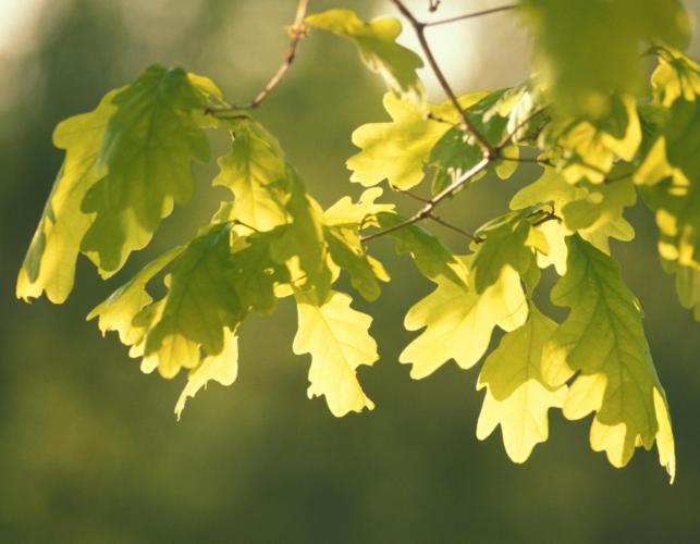 Image of white oak leaves