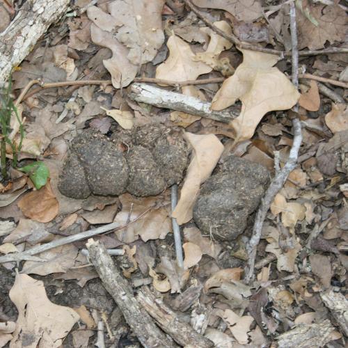 light-colored feral hog scat among fall leaves and twigs