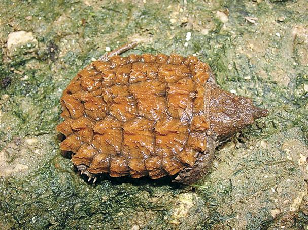 Image of alligator snapping turtle, dorsal view