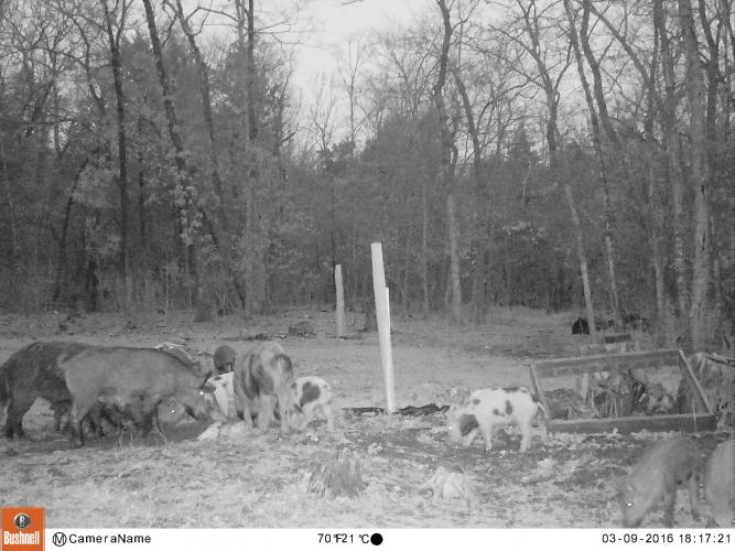 Feral hogs in Southern MO