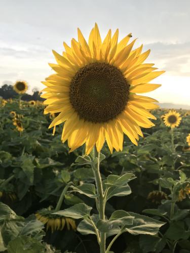 A large yellow sunflower with dark center stands in a field of more sunflowers