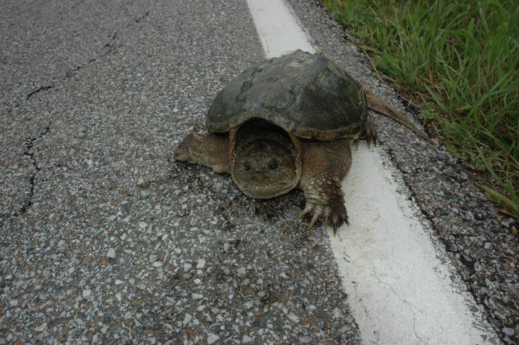 An alligator snapping turtle on the white line on the edge of a road. 