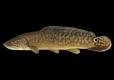 Bowfin side view photo with black background