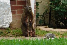 Woodchuck mother standing upright, teats showing, near burrow entrance by house with young nearby