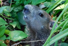 Young, newly independent woodchuck poking head out of burrow, midsummer