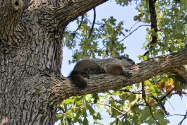 Groundhog laying on tree limb.