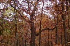 White oak tree in a stand of trees