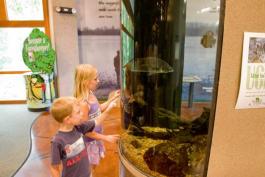 children looking at a large fish tank