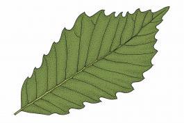 Illustration of chinkapin oak leaf.
