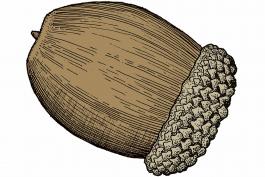 Illustration of white oak acorn.