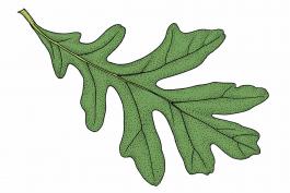 Illustration of white oak leaf.