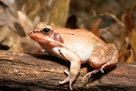 Image of a wood frog