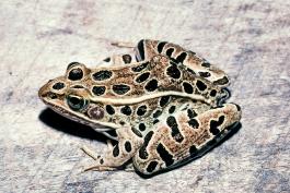 Image of a northern leopard frog