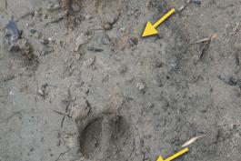 feral hog tracks in mud show round shape, blunted toes and wide dewclaw marks.