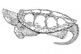 black and white illustration of common snapping turtle, side view