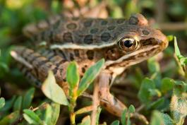 Photo of a plains leopard frog in grass.