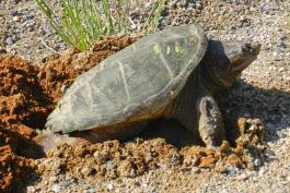 Photo of a female eastern snapping turtle with rear end in nest.