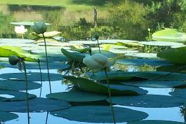 Lily pad blooms on a pond