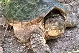 Alligator Snapping Turtle on Katy Trail