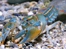 Photo of a painted devil crayfish standing on a sandy substrate