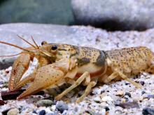 Photo of a Big Creek crayfish.