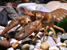 Photo of a St. Francis River crayfish.