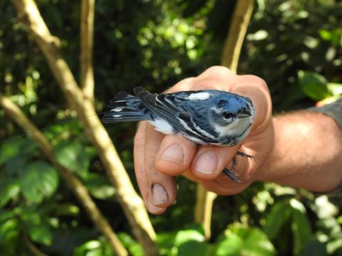 Cerulean warbler with Motus tag on its back.