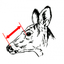 measure a doe from nose to eyes