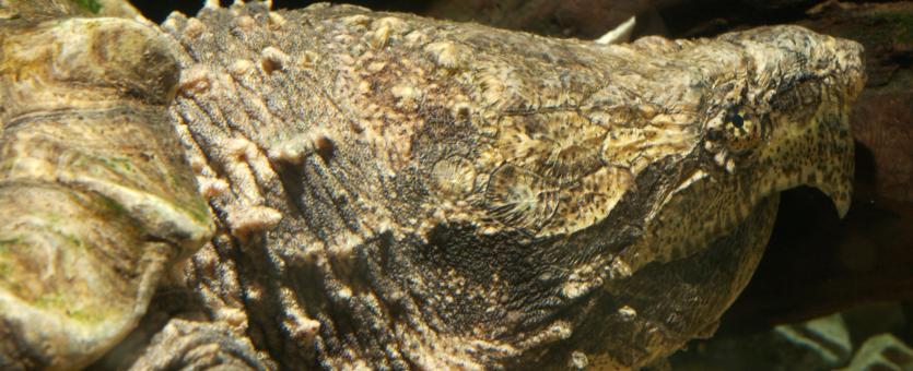 Image of alligator snapping turtle